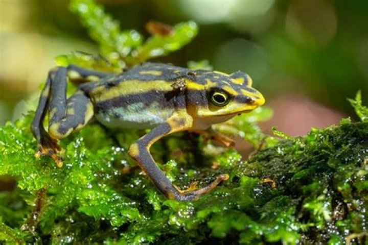 
Ecologists in Ecuador Rediscover 32 Frog Species Thought to Be Extinct 